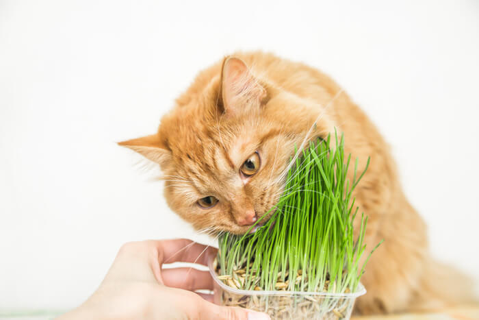 Gato comiendo hierba