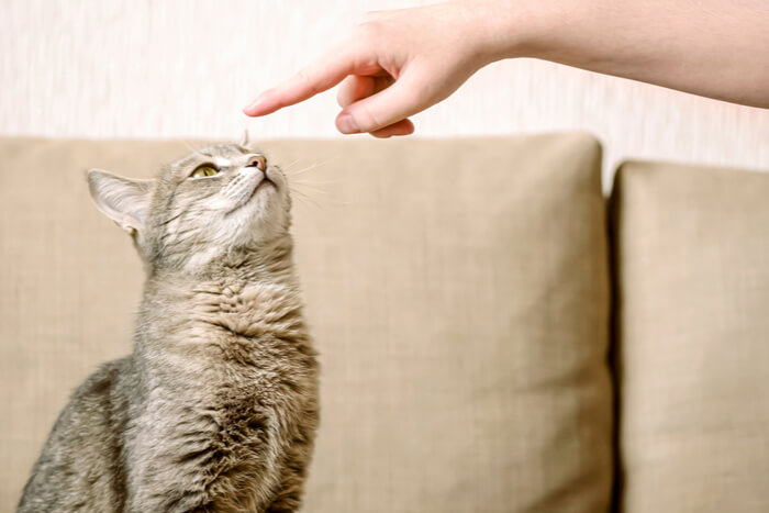 Truco del gato apuntando con el dedo