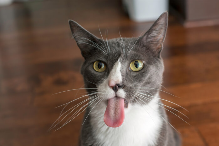 Vista de cerca de la lengua de un gato.