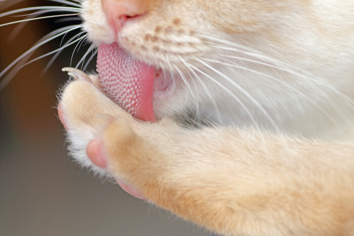 Primer plano de la lengua de un gato mientras se limpia, mostrando la superficie texturizada y el comportamiento de aseo natural.