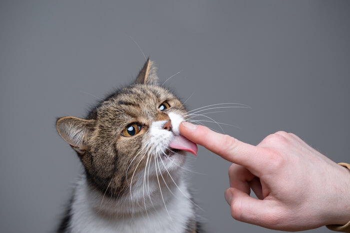 Gato lamiéndose el dedo