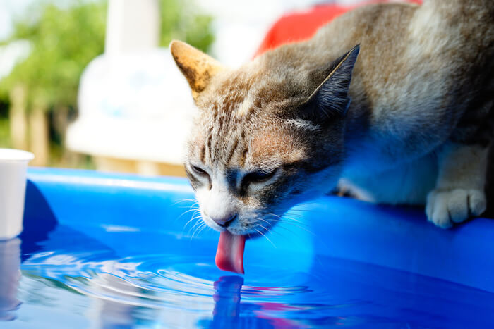 Gato bebiendo con la lengua