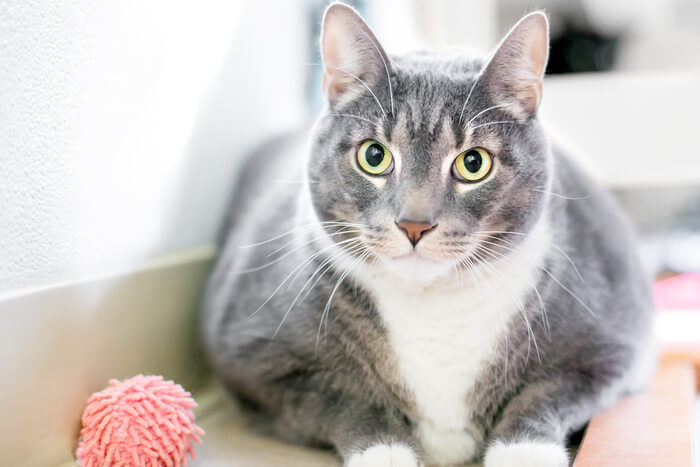 Gato haciendo contacto visual con la cámara, cautivado por un juguete para gatos cercano