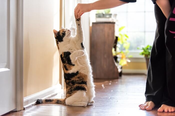 Imagen de un gato calicó realizando trucos.