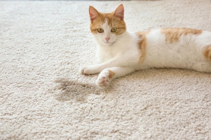 Fotografía en primer plano de un gato descansando cómodamente junto a una alfombra mojada.