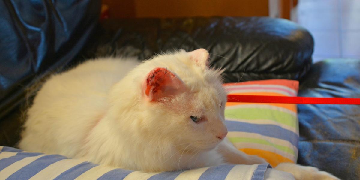 Cáncer de oreja de gato