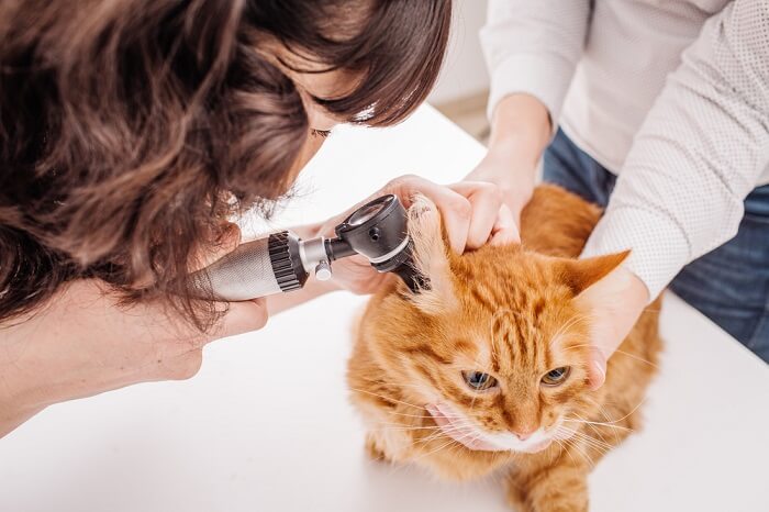 Gato naranja al que el veterinario le examina las orejas