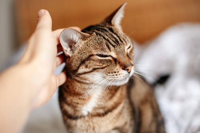 Primer plano de las orejas de un gato, que muestra sus intrincados detalles, pliegues y patrones únicos.