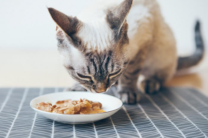 Gato comiendo de un cuenco