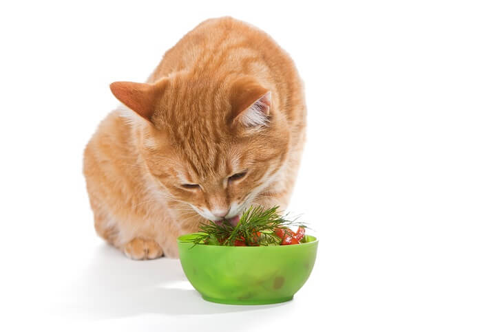 Gato comiendo ensalada