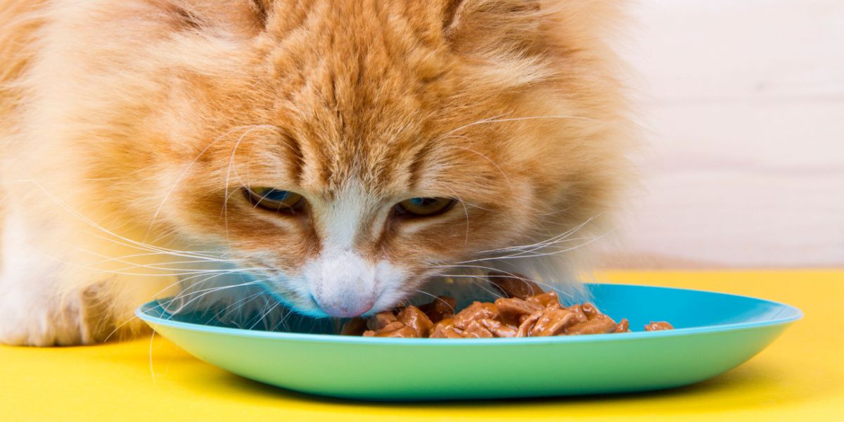 gato comiendo comida humeda