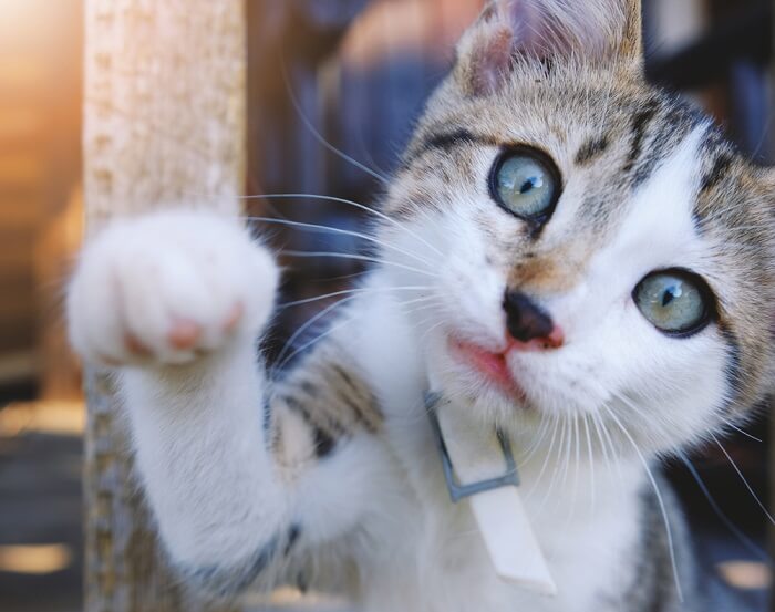 Gato atigrado blanco y marrón que extiende su pata hacia la cámara