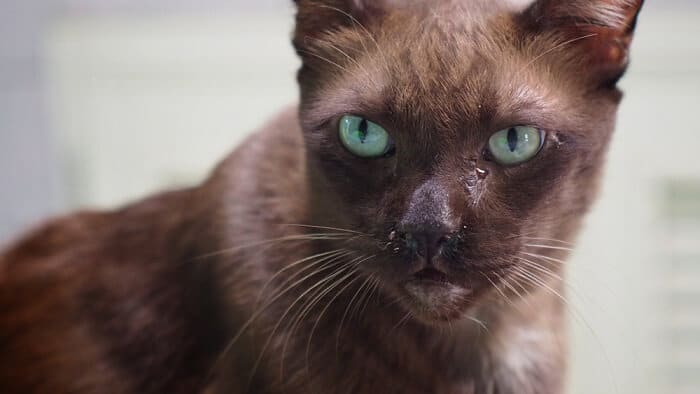 Collage de imágenes que ilustran varias causas potenciales de ojos llorosos en gatos, incluidas alergias, infecciones e irritantes.