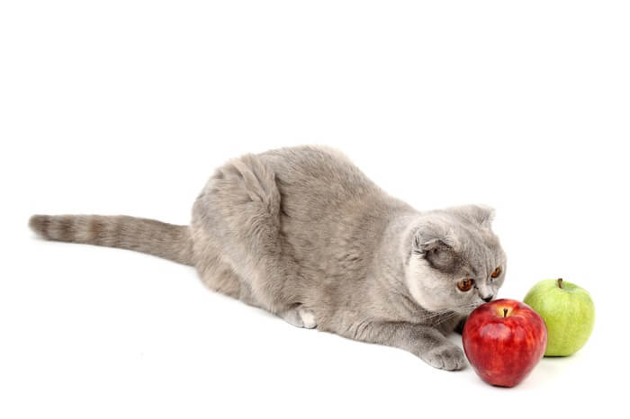 Un simpático gato con una manzana, creando una escena adorable