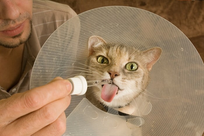 Un gato con un cono en la cabeza.