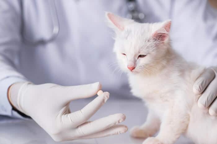 Veterinario ofreciendo una pastilla a un gatito blanco