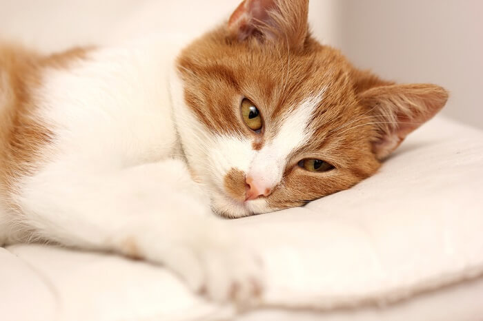 Gato naranja y blanco acostado sobre una almohada blanca; imagen destacada de salmonela en gatos