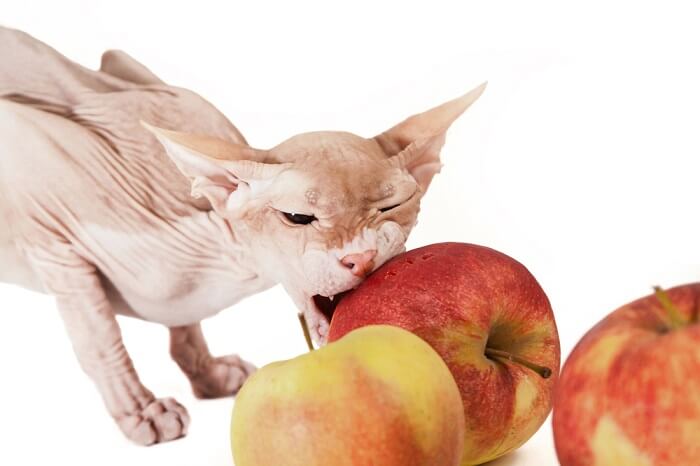 Gato Sphynx en presencia de una manzana, un curioso contraste