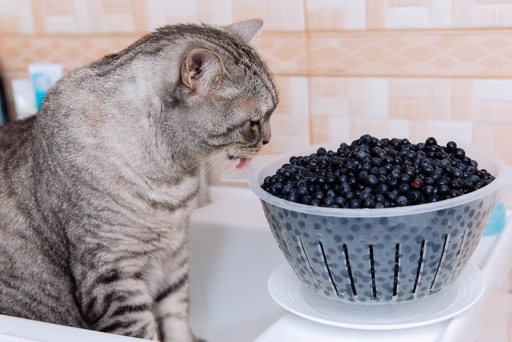 Gato mirando arándanos en un recipiente, intrigado