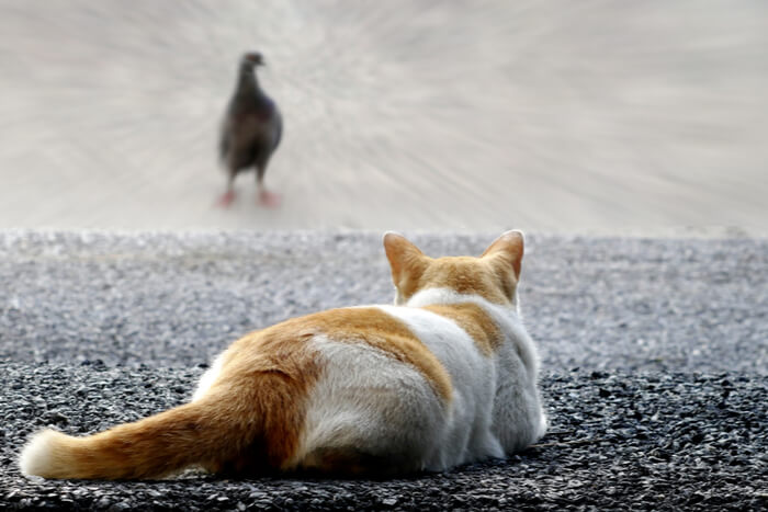 Gato acechando a un pájaro con la cola presionada contra el suelo