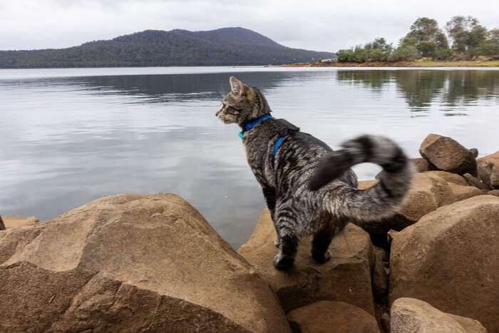 Una imagen que captura la curiosidad juguetona de un gato.