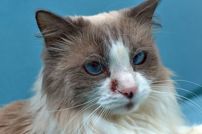 Dermatitis en gatos, una afección cutánea común, que resalta la importancia de la salud de la piel en el cuidado felino.