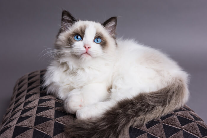 Imagen de un amigable gatito Ragdoll, conocido por su naturaleza dócil y sus llamativos ojos azules, en una pose entrañable y encantadora.