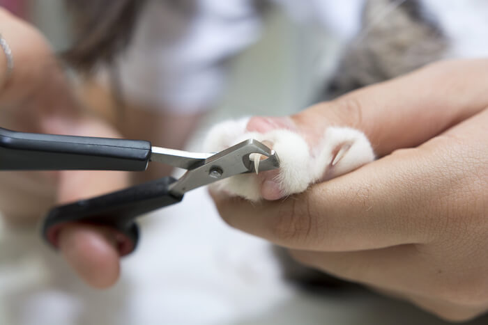 Guía visual paso a paso sobre cómo cortar las uñas de un gato, que ofrece instrucciones claras para un cuidado seguro y eficaz de las uñas.