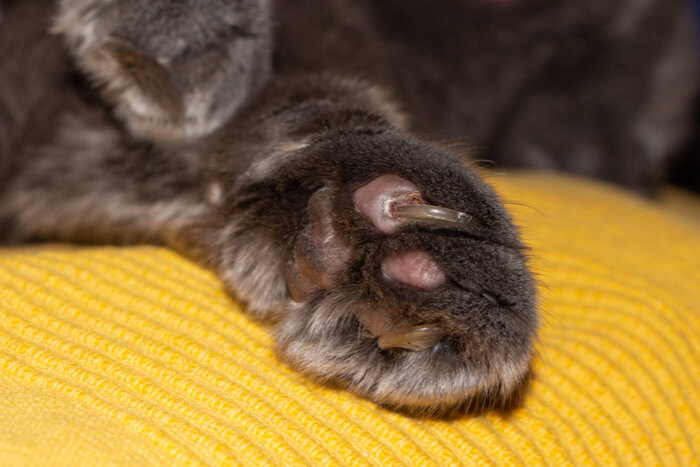 Cómo cortar las uñas del gato.