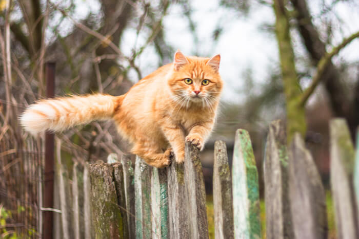 Gato naranja trepando una valla