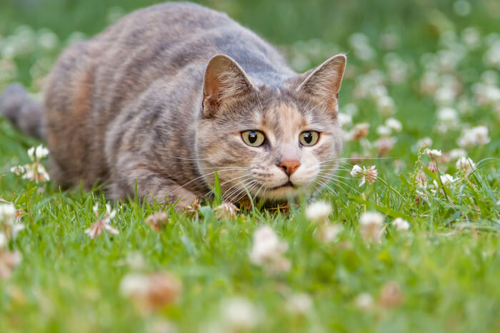 Gato saltando afuera