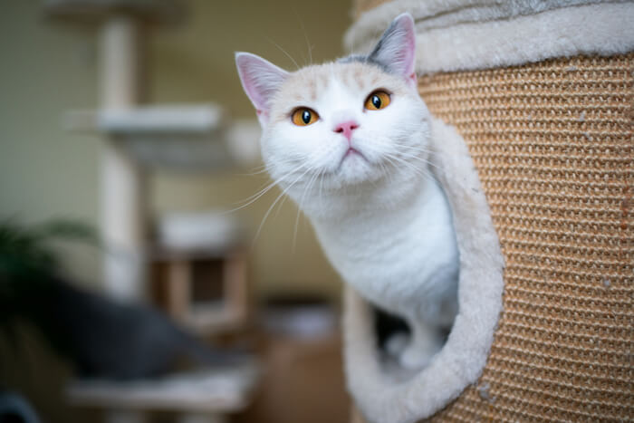 Gato en el árbol para gatos