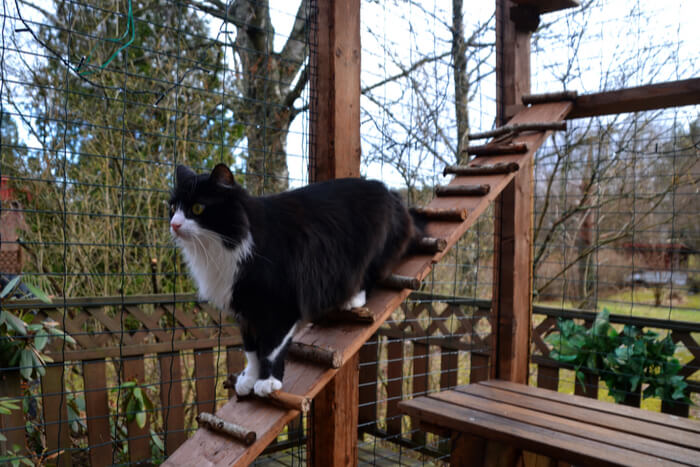 Gato en catio al aire libre