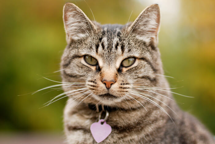 Gato con collar y placa