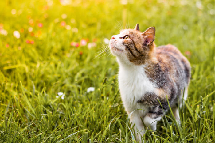 Gato al aire libre