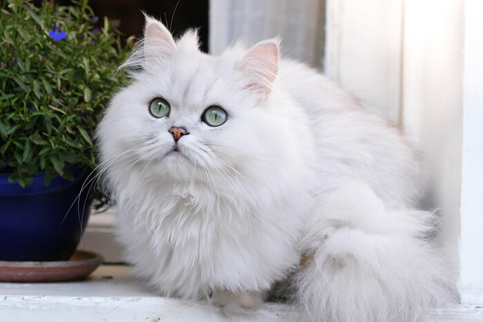 Imagen de un amigable gato persa, conocido por su lujoso pelaje largo y su dulce expresión, en una pose entrañable y encantadora.