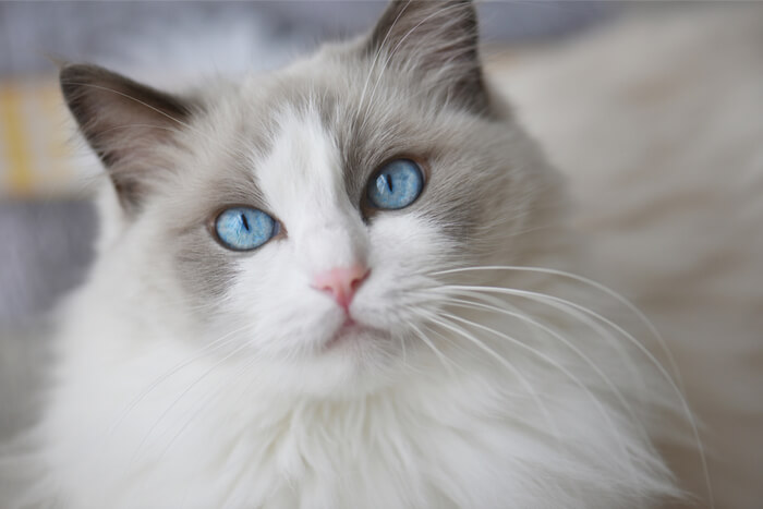 Gato Ragdoll, una raza de gato amigable