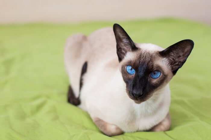 Imagen de un gato siamés, conocido por su cuerpo elegante, llamativos puntos de color y ojos azules en forma de almendra, en una pose cautivadora y regia.