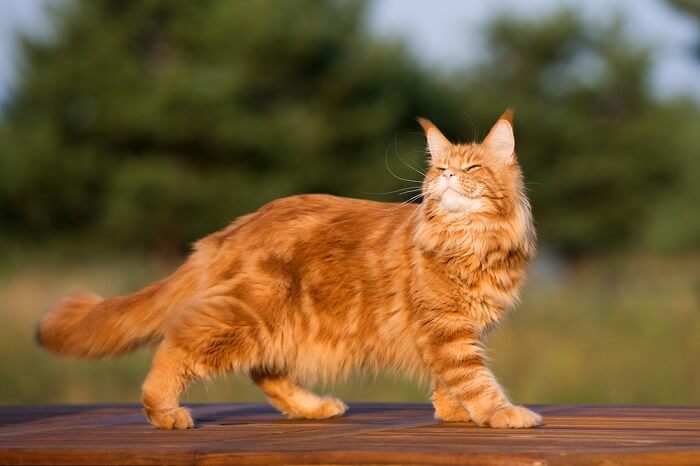 Gato Maine Coon caminando al aire libre