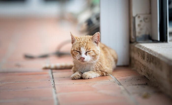 La uveítis en los gatos es una característica