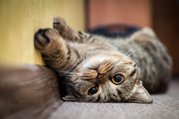 Gato que muestra comportamientos posiblemente indicativos de autismo.