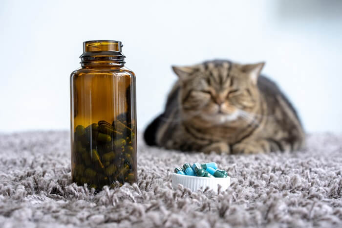 Imagen que muestra un gato recibiendo tratamiento con antibióticos.