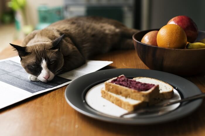 Gato junto a una rebanada de pan, un encuentro divertido