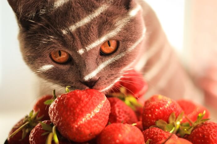 Gato curioso investigando una fresa jugosa.