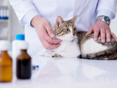 Positive interaction between a cat and a veterinarian, demonstrating the importance of regular veterinary visits and fostering a trusting relationship to ensure the cat's overall health and happiness.