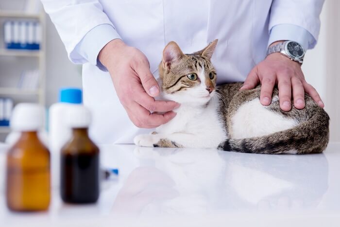 Interacción positiva entre un gato y un veterinario, que demuestra la importancia de las visitas veterinarias regulares y fomenta una relación de confianza para garantizar la salud y la felicidad general del gato.