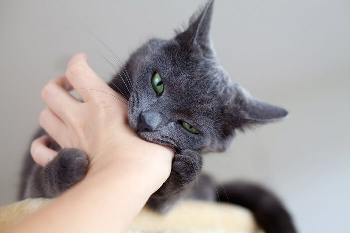 Gato participando en un juego de morder, mostrando sus dientes e interacción lúdica.