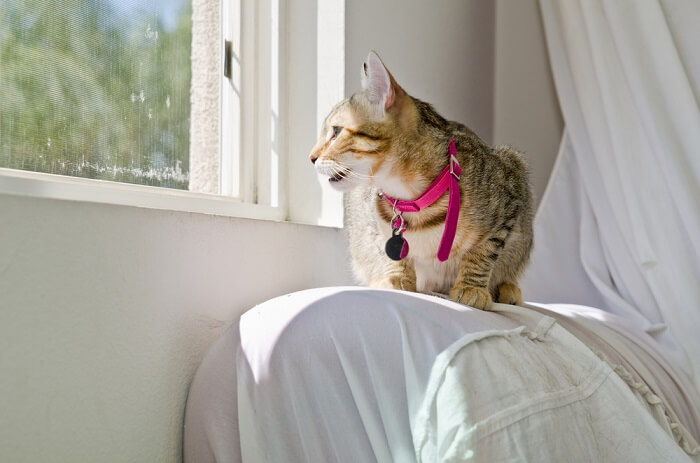 Gato piando en una ventana