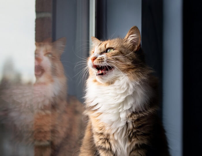 Un gato que emite sonidos parecidos a chirridos o parloteos, que a menudo se observan al observar pájaros u otras presas.