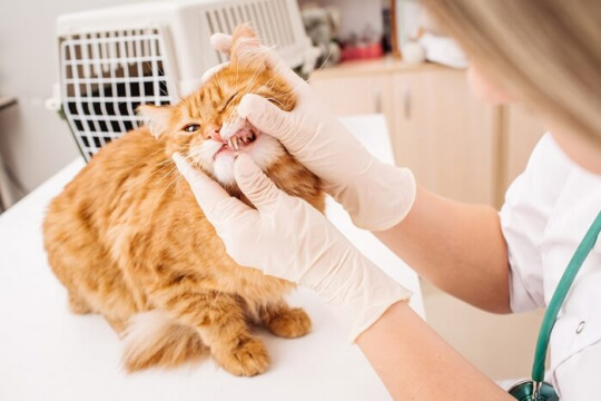Guía para la limpieza dental de los gatos
